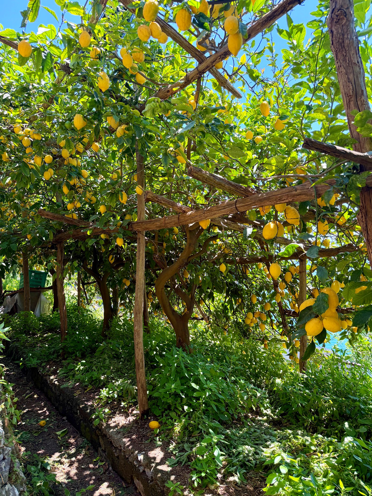 The Path of Lemons: A Perfect Amalfi Coast Day Without Amalfi, Positano or Capri